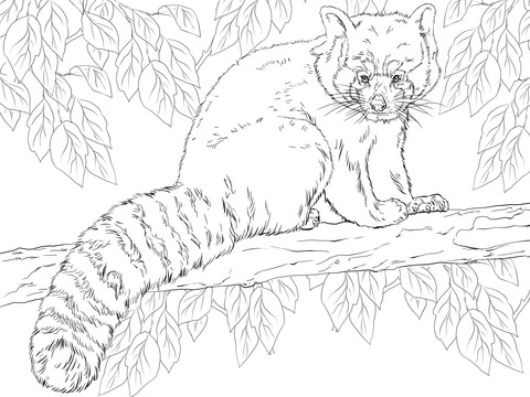 Red Panda Sitting On Branch Coloring Page